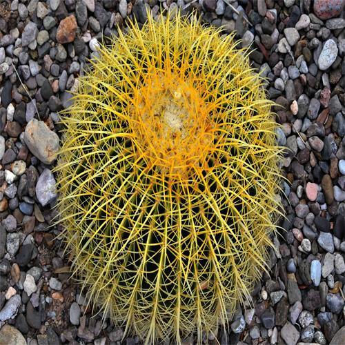 Echinocactus Grusonii, Golden Barrel Cactus, Ball Cactus - www.Greenie.ae Buy online Best and Healthy Plants and quality products guarantee in Dubai Plants Shop in Dubai Abu Dhabi all over UAE Plants near me Fresh Plants in Dubai where to buy plants in UAE - Greenie.ae