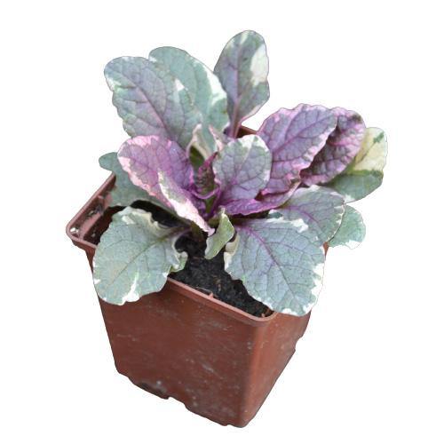 Ajuga Reptans, Bugleherb (small) - www.Greenie.ae Buy online Best and Healthy Plants and quality products guarantee in Dubai Plants Shop in Dubai Abu Dhabi all over UAE Plants near me Fresh Plants in Dubai where to buy plants in UAE - Greenie.ae