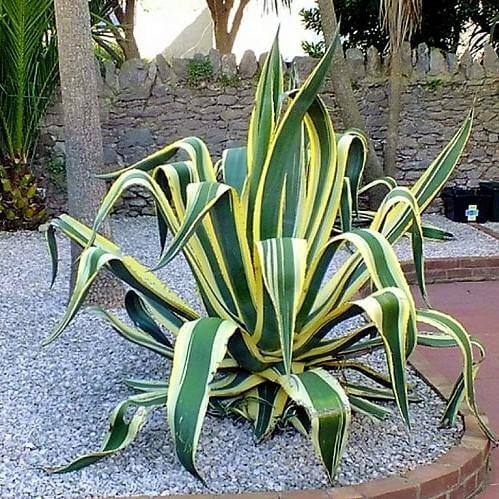 Agave americana marginata, Variegated Century Plant - www.Greenie.ae Buy online Best and Healthy Plants and quality products guarantee in Dubai Plants Shop in Dubai Abu Dhabi all over UAE Plants near me Fresh Plants in Dubai where to buy plants in UAE - Greenie.ae