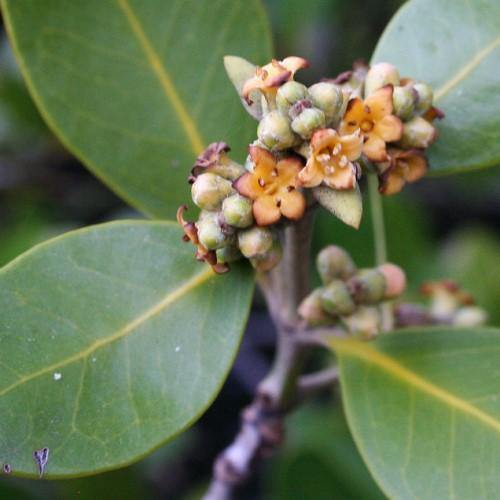 Avicennia Marina, Mangroves - www.Greenie.ae Buy online Best and Healthy Plants and quality products guarantee in Dubai Plants Shop in Dubai Abu Dhabi all over UAE Plants near me Fresh Plants in Dubai where to buy plants in UAE - Greenie.ae