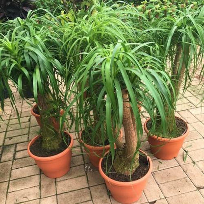 Beaucarnea Recurvata, Elephant-Foot Tree - www.Greenie.ae Buy online Best and Healthy Plants and quality products guarantee in Dubai Plants Shop in Dubai Abu Dhabi all over UAE Plants near me Fresh Plants in Dubai where to buy plants in UAE - Greenie.ae