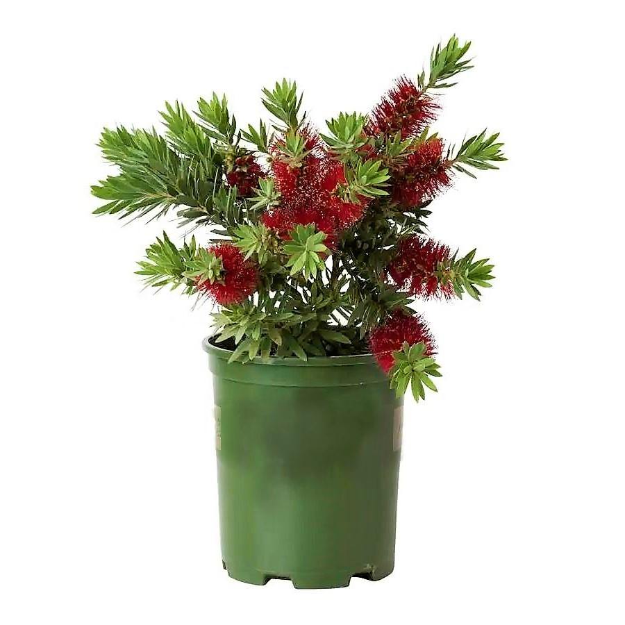 Callistemon Viminalis, Bottle Brush - www.Greenie.ae Buy online Best and Healthy Plants and quality products guarantee in Dubai Plants Shop in Dubai Abu Dhabi all over UAE Plants near me Fresh Plants in Dubai where to buy plants in UAE - Greenie.ae