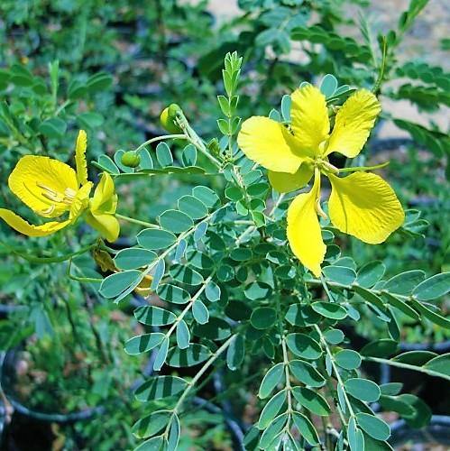 Cassia Bicapsularis, Butterfly bush - www.Greenie.ae Buy online Best and Healthy Plants and quality products guarantee in Dubai Plants Shop in Dubai Abu Dhabi all over UAE Plants near me Fresh Plants in Dubai where to buy plants in UAE - Greenie.ae