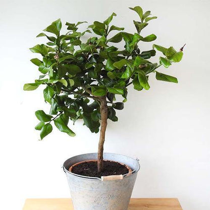 Lime, Binzaheer - www.Greenie.ae Buy online Best and Healthy Plants and quality products guarantee in Dubai Plants Shop in Dubai Abu Dhabi all over UAE Plants near me Fresh Plants in Dubai where to buy plants in UAE - Greenie.ae