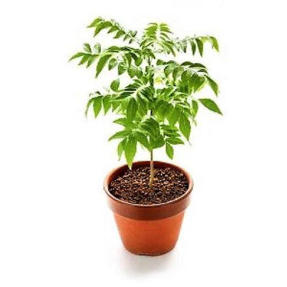 Cassia Surattensis, Scrambled Egg Plant - www.Greenie.ae Buy online Best and Healthy Plants and quality products guarantee in Dubai Plants Shop in Dubai Abu Dhabi all over UAE Plants near me Fresh Plants in Dubai where to buy plants in UAE - Greenie.ae