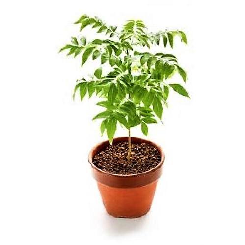 Cassia Surattensis, Scrambled Egg Plant - www.Greenie.ae Buy online Best and Healthy Plants and quality products guarantee in Dubai Plants Shop in Dubai Abu Dhabi all over UAE Plants near me Fresh Plants in Dubai where to buy plants in UAE - Greenie.ae