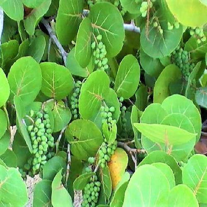 Coccoloba uvifera, Sea Grape - www.Greenie.ae Buy online Best and Healthy Plants and quality products guarantee in Dubai Plants Shop in Dubai Abu Dhabi all over UAE Plants near me Fresh Plants in Dubai where to buy plants in UAE - Greenie.ae