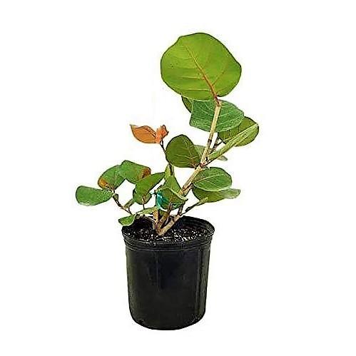 Coccoloba uvifera, Sea Grape - www.Greenie.ae Buy online Best and Healthy Plants and quality products guarantee in Dubai Plants Shop in Dubai Abu Dhabi all over UAE Plants near me Fresh Plants in Dubai where to buy plants in UAE - Greenie.ae