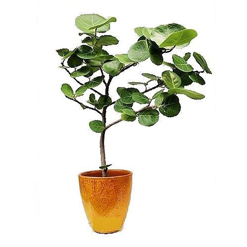 Coccoloba uvifera, Sea Grape - www.Greenie.ae Buy online Best and Healthy Plants and quality products guarantee in Dubai Plants Shop in Dubai Abu Dhabi all over UAE Plants near me Fresh Plants in Dubai where to buy plants in UAE - Greenie.ae