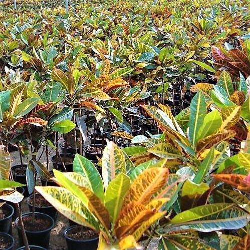 Codiaeum Variegatum Croton, Garden croton - www.Greenie.ae Buy online Best and Healthy Plants and quality products guarantee in Dubai Plants Shop in Dubai Abu Dhabi all over UAE Plants near me Fresh Plants in Dubai where to buy plants in UAE - Greenie.ae