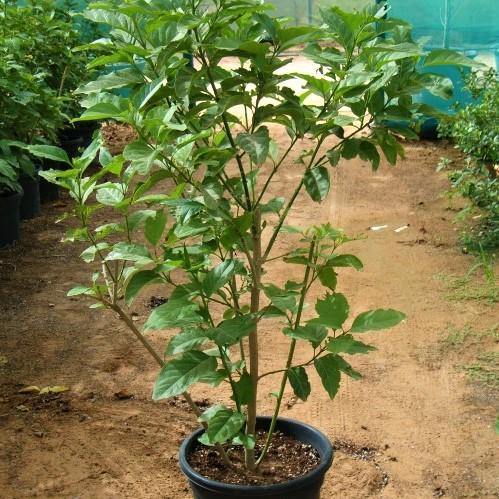 Cestrum Diurnum, Day King - www.Greenie.ae Buy online Best and Healthy Plants and quality products guarantee in Dubai Plants Shop in Dubai Abu Dhabi all over UAE Plants near me Fresh Plants in Dubai where to buy plants in UAE - Greenie.ae