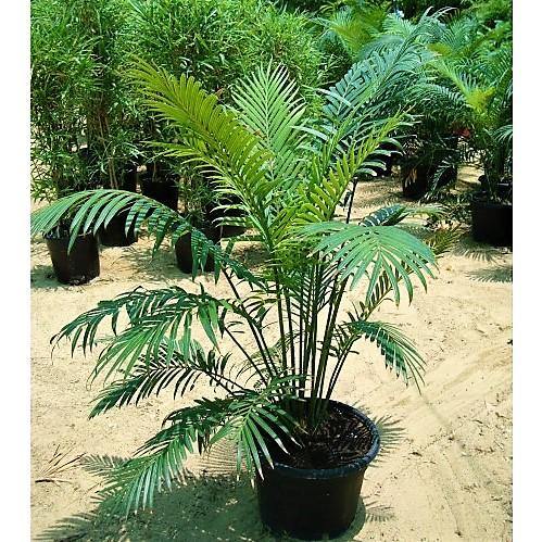 Cycas Circinalis, Queen Sago - www.Greenie.ae Buy online Best and Healthy Plants and quality products guarantee in Dubai Plants Shop in Dubai Abu Dhabi all over UAE Plants near me Fresh Plants in Dubai where to buy plants in UAE - Greenie.ae