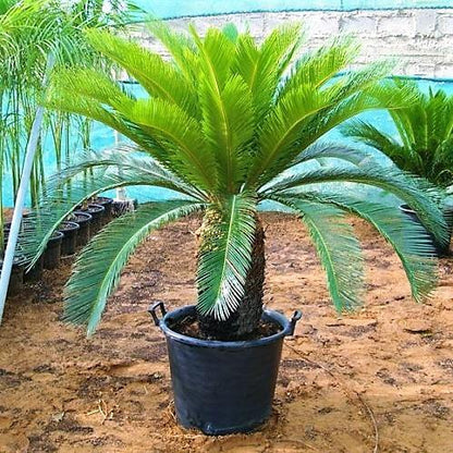 Cycas Revoluta, Sago Palm, outdoor - www.Greenie.ae Buy online Best and Healthy Plants and quality products guarantee in Dubai Plants Shop in Dubai Abu Dhabi all over UAE Plants near me Fresh Plants in Dubai where to buy plants in UAE - Greenie.ae