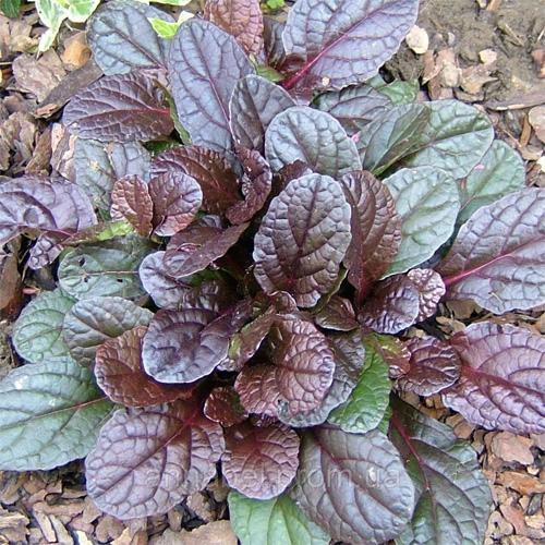 Ajuga Reptans, Bugleherb (small) - www.Greenie.ae Buy online Best and Healthy Plants and quality products guarantee in Dubai Plants Shop in Dubai Abu Dhabi all over UAE Plants near me Fresh Plants in Dubai where to buy plants in UAE - Greenie.ae