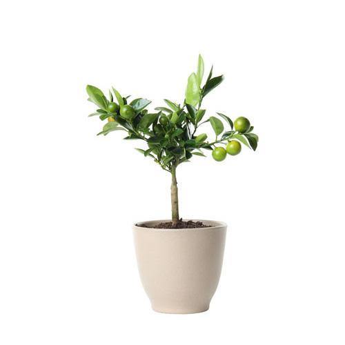 Lime, Binzaheer - www.Greenie.ae Buy online Best and Healthy Plants and quality products guarantee in Dubai Plants Shop in Dubai Abu Dhabi all over UAE Plants near me Fresh Plants in Dubai where to buy plants in UAE - Greenie.ae