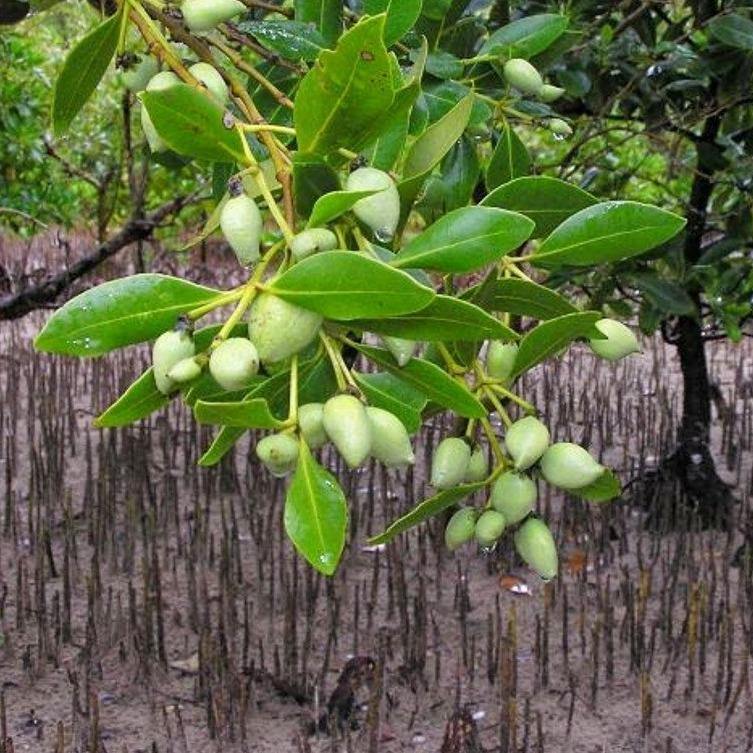 Avicennia Marina, Mangroves - www.Greenie.ae Buy online Best and Healthy Plants and quality products guarantee in Dubai Plants Shop in Dubai Abu Dhabi all over UAE Plants near me Fresh Plants in Dubai where to buy plants in UAE - Greenie.ae