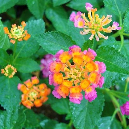 Lantana Camara, Pinkmound, West Indian Lantana - www.Greenie.ae Buy online Best and Healthy Plants and quality products guarantee in Dubai Plants Shop in Dubai Abu Dhabi all over UAE Plants near me Fresh Plants in Dubai where to buy plants in UAE - Greenie.ae