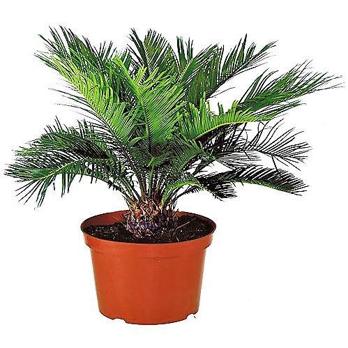 Cycas Revoluta, Sago Palm, outdoor - www.Greenie.ae Buy online Best and Healthy Plants and quality products guarantee in Dubai Plants Shop in Dubai Abu Dhabi all over UAE Plants near me Fresh Plants in Dubai where to buy plants in UAE - Greenie.ae