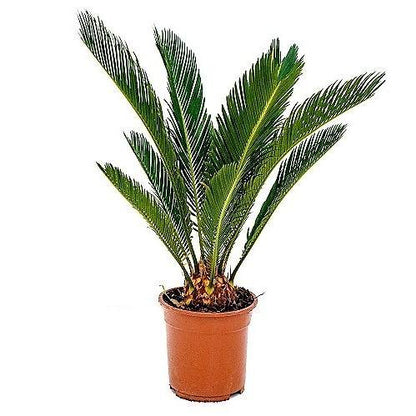 Cycas Revoluta, Sago Palm, outdoor - www.Greenie.ae Buy online Best and Healthy Plants and quality products guarantee in Dubai Plants Shop in Dubai Abu Dhabi all over UAE Plants near me Fresh Plants in Dubai where to buy plants in UAE - Greenie.ae