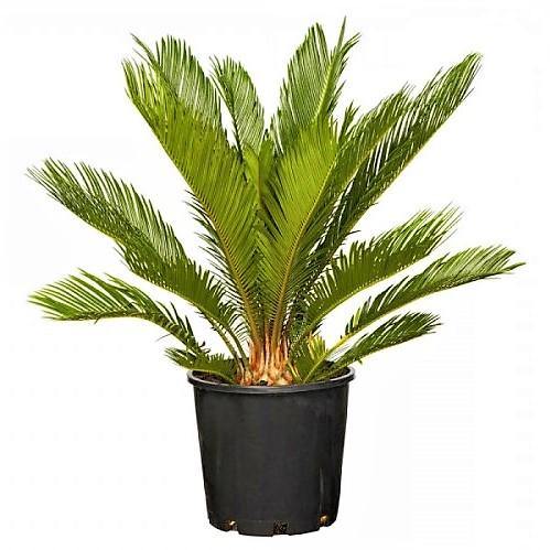 Cycas Circinalis, Queen Sago - www.Greenie.ae Buy online Best and Healthy Plants and quality products guarantee in Dubai Plants Shop in Dubai Abu Dhabi all over UAE Plants near me Fresh Plants in Dubai where to buy plants in UAE - Greenie.ae