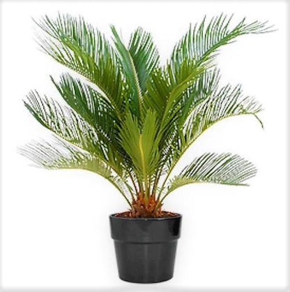 Cycas Circinalis, Queen Sago - www.Greenie.ae Buy online Best and Healthy Plants and quality products guarantee in Dubai Plants Shop in Dubai Abu Dhabi all over UAE Plants near me Fresh Plants in Dubai where to buy plants in UAE - Greenie.ae