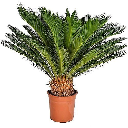 Cycas Revoluta, Sago Palm, outdoor - www.Greenie.ae Buy online Best and Healthy Plants and quality products guarantee in Dubai Plants Shop in Dubai Abu Dhabi all over UAE Plants near me Fresh Plants in Dubai where to buy plants in UAE - Greenie.ae