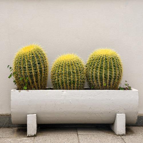 Echinocactus Grusonii, Golden Barrel Cactus, Ball Cactus - www.Greenie.ae Buy online Best and Healthy Plants and quality products guarantee in Dubai Plants Shop in Dubai Abu Dhabi all over UAE Plants near me Fresh Plants in Dubai where to buy plants in UAE - Greenie.ae