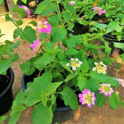 Lantana Camara, Pinkmound, West Indian Lantana - www.Greenie.ae Buy online Best and Healthy Plants and quality products guarantee in Dubai Plants Shop in Dubai Abu Dhabi all over UAE Plants near me Fresh Plants in Dubai where to buy plants in UAE - Greenie.ae