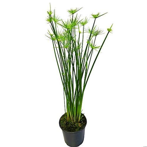 Cyperus Haspan, Dwarf Cyperus - www.Greenie.ae Buy online Best and Healthy Plants and quality products guarantee in Dubai Plants Shop in Dubai Abu Dhabi all over UAE Plants near me Fresh Plants in Dubai where to buy plants in UAE - Greenie.ae