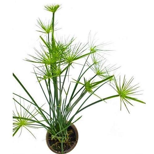 Cyperus Haspan, Dwarf Cyperus - www.Greenie.ae Buy online Best and Healthy Plants and quality products guarantee in Dubai Plants Shop in Dubai Abu Dhabi all over UAE Plants near me Fresh Plants in Dubai where to buy plants in UAE - Greenie.ae