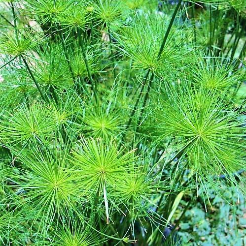 Cyperus Haspan, Dwarf Cyperus - www.Greenie.ae Buy online Best and Healthy Plants and quality products guarantee in Dubai Plants Shop in Dubai Abu Dhabi all over UAE Plants near me Fresh Plants in Dubai where to buy plants in UAE - Greenie.ae