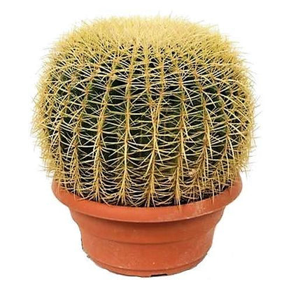 Echinocactus Grusonii, Golden Barrel Cactus, Ball Cactus - www.Greenie.ae Buy online Best and Healthy Plants and quality products guarantee in Dubai Plants Shop in Dubai Abu Dhabi all over UAE Plants near me Fresh Plants in Dubai where to buy plants in UAE - Greenie.ae