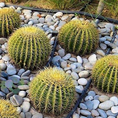 Echinocactus Grusonii, Golden Barrel Cactus, Ball Cactus - www.Greenie.ae Buy online Best and Healthy Plants and quality products guarantee in Dubai Plants Shop in Dubai Abu Dhabi all over UAE Plants near me Fresh Plants in Dubai where to buy plants in UAE - Greenie.ae