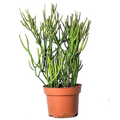 Euphorbia Tirucalli, Pencil Cactus - www.Greenie.ae Buy online Best and Healthy Plants and quality products guarantee in Dubai Plants Shop in Dubai Abu Dhabi all over UAE Plants near me Fresh Plants in Dubai where to buy plants in UAE - Greenie.ae