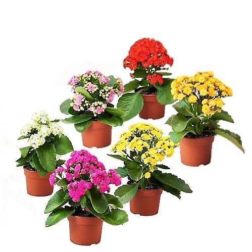 Kalanchoe blossifeldiana, Flaming Katy, Christmas , outdoor - www.Greenie.ae Buy online Best and Healthy Plants and quality products guarantee in Dubai Plants Shop in Dubai Abu Dhabi all over UAE Plants near me Fresh Plants in Dubai where to buy plants in UAE - Greenie.ae