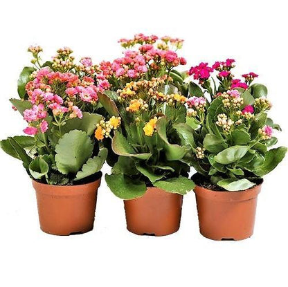 Kalanchoe blossifeldiana, Flaming Katy, Christmas , outdoor - www.Greenie.ae Buy online Best and Healthy Plants and quality products guarantee in Dubai Plants Shop in Dubai Abu Dhabi all over UAE Plants near me Fresh Plants in Dubai where to buy plants in UAE - Greenie.ae