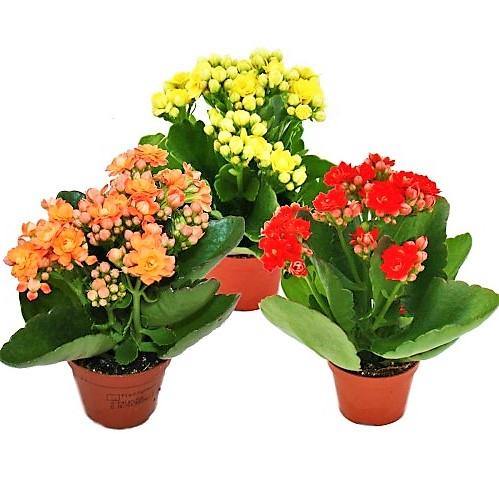 Kalanchoe blossifeldiana, Flaming Katy, Christmas , outdoor - www.Greenie.ae Buy online Best and Healthy Plants and quality products guarantee in Dubai Plants Shop in Dubai Abu Dhabi all over UAE Plants near me Fresh Plants in Dubai where to buy plants in UAE - Greenie.ae