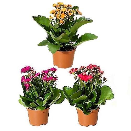 Kalanchoe blossifeldiana, Flaming Katy, Christmas , outdoor - www.Greenie.ae Buy online Best and Healthy Plants and quality products guarantee in Dubai Plants Shop in Dubai Abu Dhabi all over UAE Plants near me Fresh Plants in Dubai where to buy plants in UAE - Greenie.ae