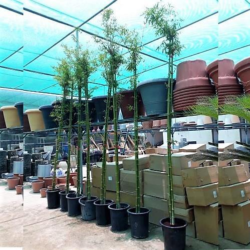 Bambus Green, Tropical Bamboo - www.Greenie.ae Buy online Best and Healthy Plants and quality products guarantee in Dubai Plants Shop in Dubai Abu Dhabi all over UAE Plants near me Fresh Plants in Dubai where to buy plants in UAE - Greenie.ae