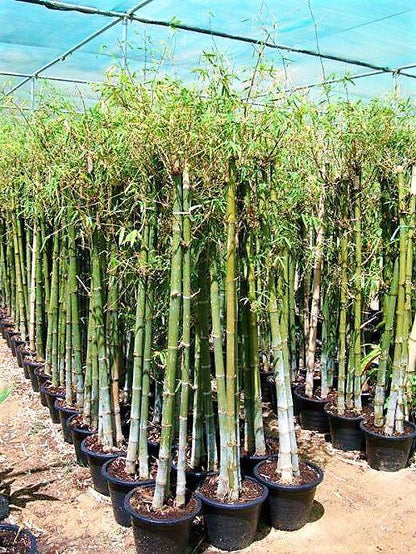 Bambus Green, Tropical Bamboo - www.Greenie.ae Buy online Best and Healthy Plants and quality products guarantee in Dubai Plants Shop in Dubai Abu Dhabi all over UAE Plants near me Fresh Plants in Dubai where to buy plants in UAE - Greenie.ae