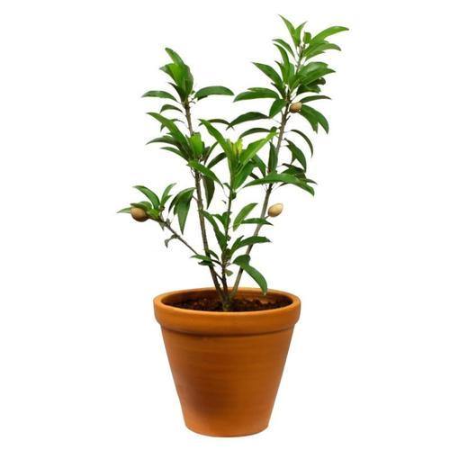 Chicko Tree, Manilkara Zapota - www.Greenie.ae Buy online Best and Healthy Plants and quality products guarantee in Dubai Plants Shop in Dubai Abu Dhabi all over UAE Plants near me Fresh Plants in Dubai where to buy plants in UAE - Greenie.ae