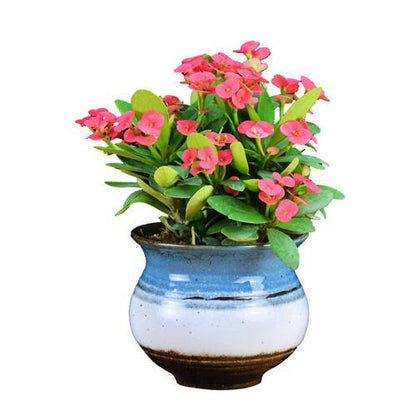 Euphorbia Milii, Crown Of Thorns - www.Greenie.ae Buy online Best and Healthy Plants and quality products guarantee in Dubai Plants Shop in Dubai Abu Dhabi all over UAE Plants near me Fresh Plants in Dubai where to buy plants in UAE - Greenie.ae