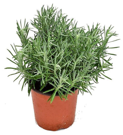 Lavender Herb, Lavandula Dentata - www.Greenie.ae Buy online Best and Healthy Plants and quality products guarantee in Dubai Plants Shop in Dubai Abu Dhabi all over UAE Plants near me Fresh Plants in Dubai where to buy plants in UAE - Greenie.ae