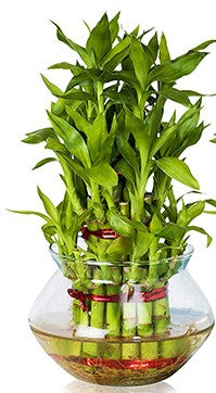 Lucky Bamboo Steps, Dracaena Sanderiana - www.Greenie.ae Buy online Best and Healthy Plants and quality products guarantee in Dubai Plants Shop in Dubai Abu Dhabi all over UAE Plants near me Fresh Plants in Dubai where to buy plants in UAE - Greenie.ae