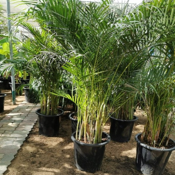 Areca Palm , Chrysalidocarpus lutescens (Outdoor) - www.Greenie.ae Buy online Best and Healthy Plants and quality products guarantee in Dubai Plants Shop in Dubai Abu Dhabi all over UAE Plants near me Fresh Plants in Dubai where to buy plants in UAE - Greenie.ae