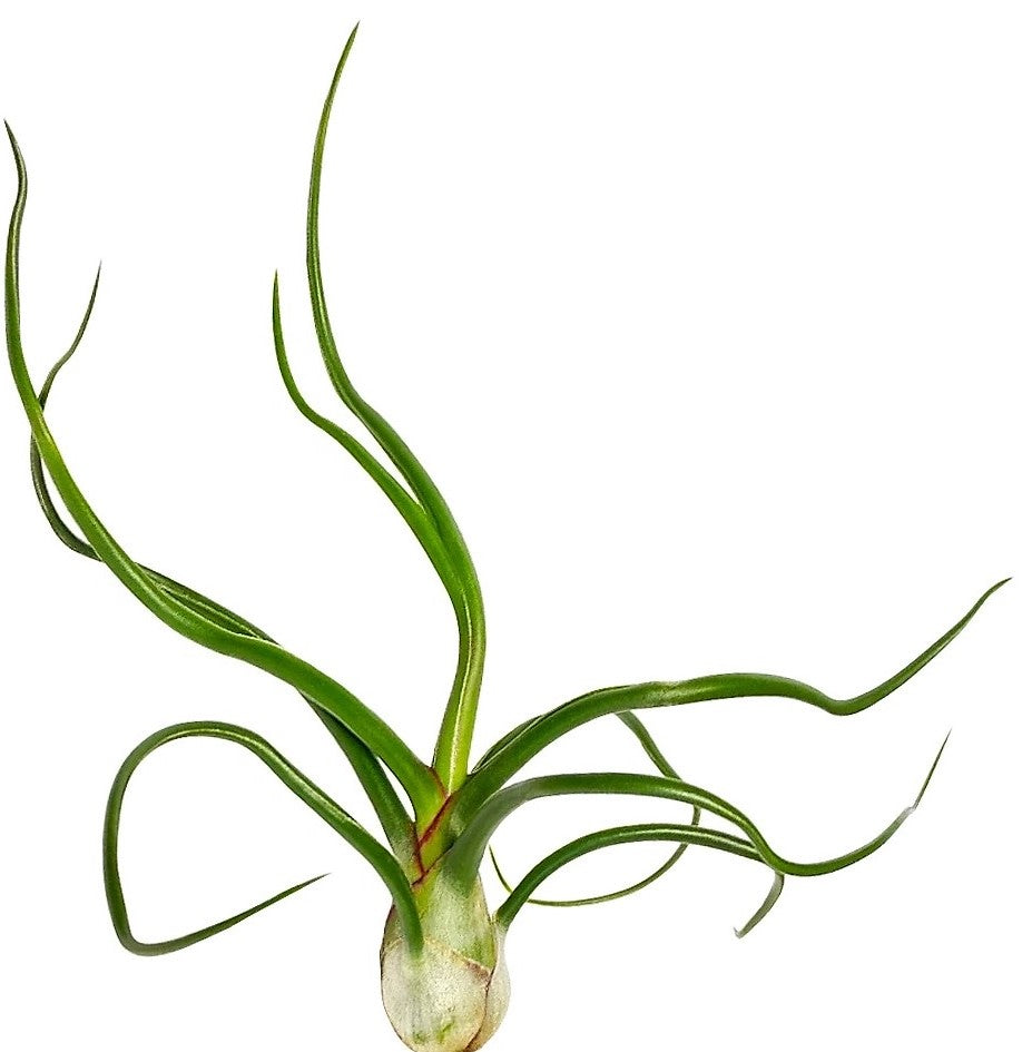 Tillandsia Bulbosa - www.Greenie.ae Buy online Best and Healthy Plants and quality products guarantee in Dubai Plants Shop in Dubai Abu Dhabi all over UAE Plants near me Fresh Plants in Dubai where to buy plants in UAE - Greenie.ae