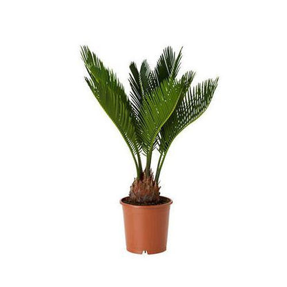 Cycas Circinalis, Queen Sago - www.Greenie.ae Buy online Best and Healthy Plants and quality products guarantee in Dubai Plants Shop in Dubai Abu Dhabi all over UAE Plants near me Fresh Plants in Dubai where to buy plants in UAE - Greenie.ae