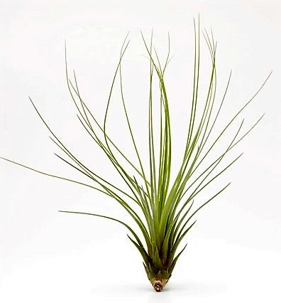 Tillandsia Juncifolia - www.Greenie.ae Buy online Best and Healthy Plants and quality products guarantee in Dubai Plants Shop in Dubai Abu Dhabi all over UAE Plants near me Fresh Plants in Dubai where to buy plants in UAE - Greenie.ae