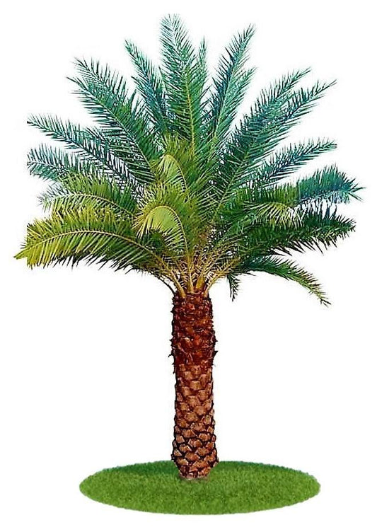 Silver Date Palm, Phoenix Sylvestris, Wild Date Palm - www.Greenie.ae Buy online Best and Healthy Plants and quality products guarantee in Dubai Plants Shop in Dubai Abu Dhabi all over UAE Plants near me Fresh Plants in Dubai where to buy plants in UAE - Greenie.ae