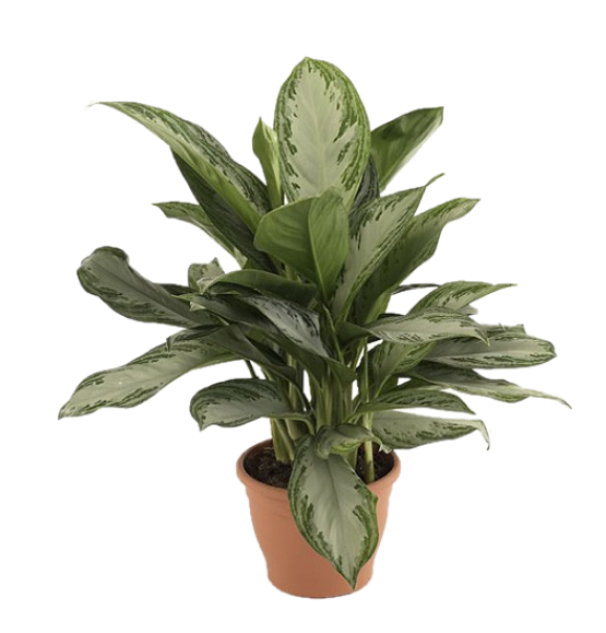 Aglaonema Pattaya Beauty - www.Greenie.ae Buy online Best and Healthy Plants and quality products guarantee in Dubai Plants Shop in Dubai Abu Dhabi all over UAE Plants near me Fresh Plants in Dubai where to buy plants in UAE - Greenie.ae